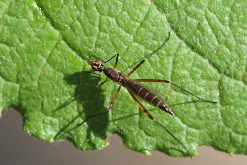 Réf. 190 431 : Micropeza lateralis