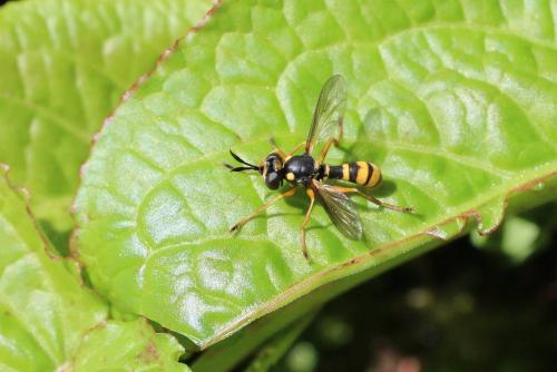 Réf. 190 432 : Leopoldius coronatus