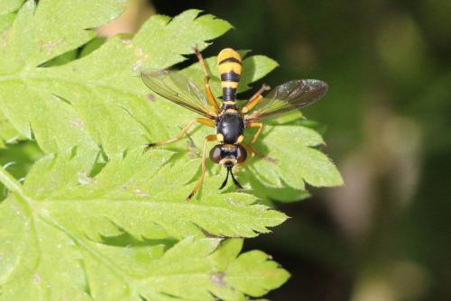 Réf. 190 433 : Leopoldius coronatus