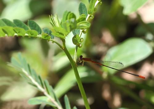 Leptobasis vacillans
