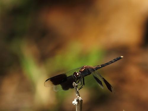 Réf. 190 945 : Erythrodiplax umbrata
