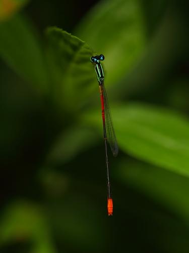 Leptobasis vacillans