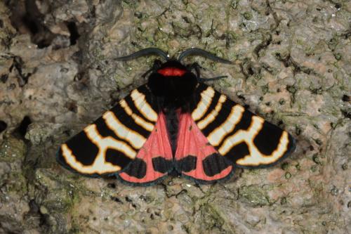 Arctia festiva