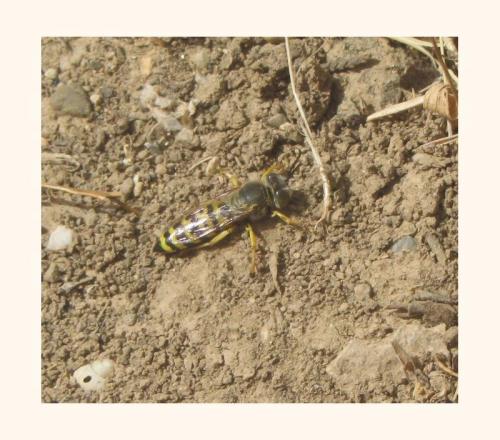 Réf. 190 747 : Bembix oculata