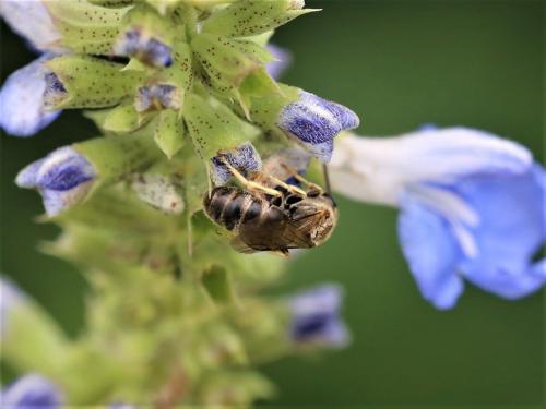 Lasioglossum sp.