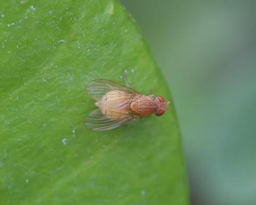 Réf. 190 098 : Sapromyza sp.