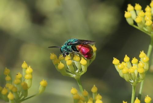 Réf. 190 511 : Chrysis sp.