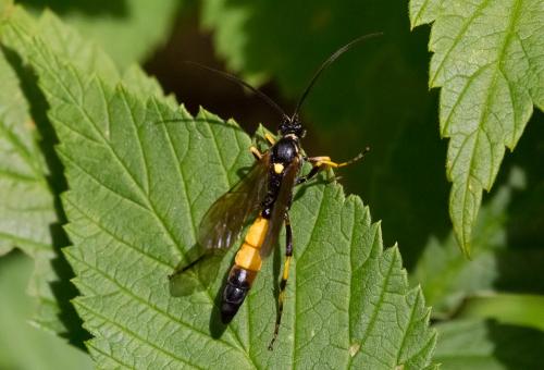 Réf. 190 553 : Ichneumon sp.