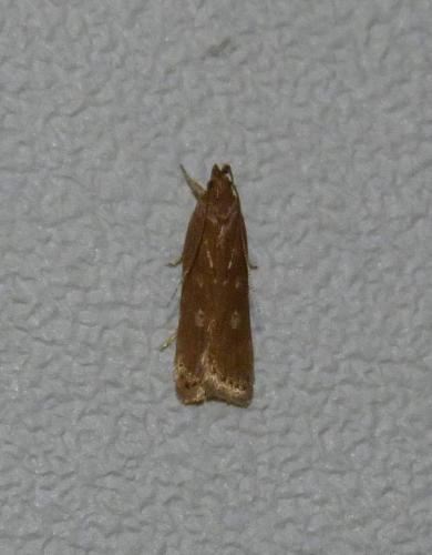 Réf. 190 893 : Helcystogramma triannulella