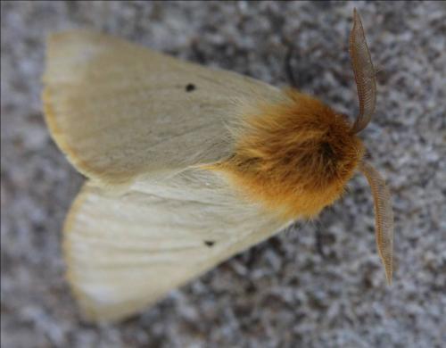 Lemonia taraxaci