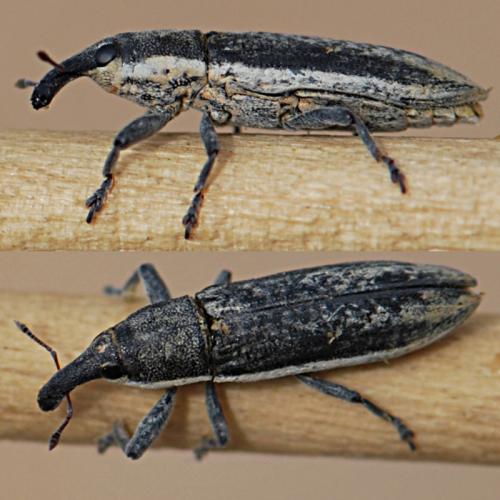 Lixus juncii