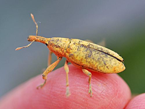 Lixus pulverulentus
