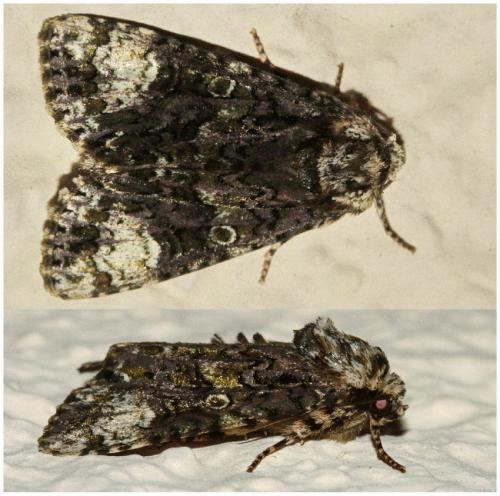 Réf. 190 365 : Craniophora ligustri