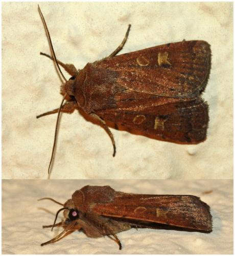 Réf. 190 498 : Xestia xanthographa