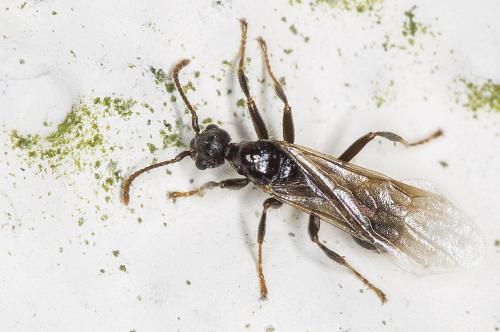 Réf. 190 226 : Myrmica sp.