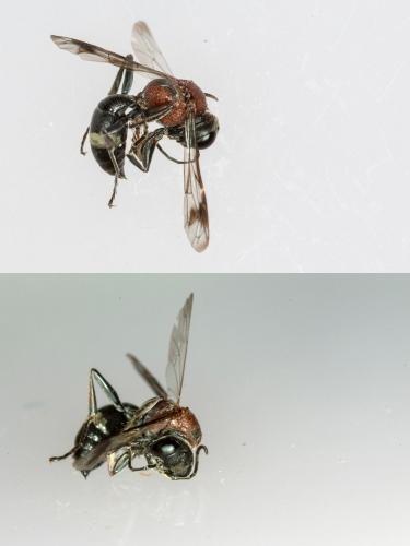 Réf. 190 690 : Oryttus concinnus