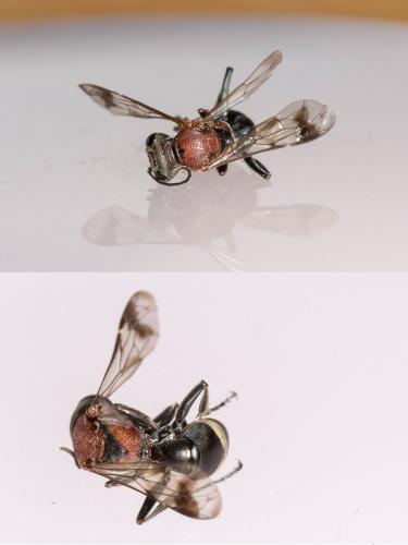 Oryttus concinnus