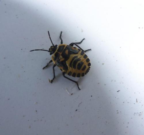 Eurydema sp.