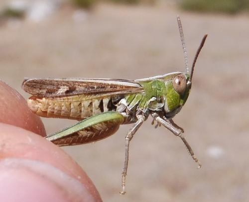 Omocestus petraeus