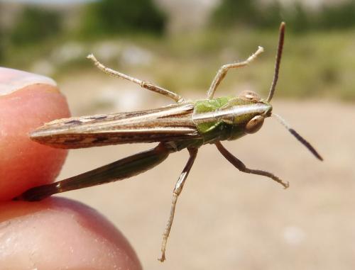 Omocestus petraeus