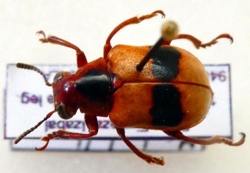 Mastostethus sp.