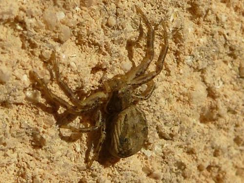 Réf. 190 102 : Xysticus sp.
