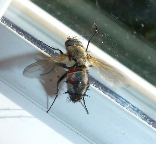 Demoticus plebejus