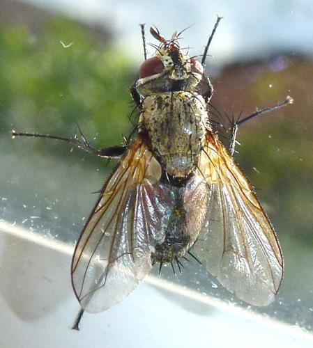 Demoticus plebejus