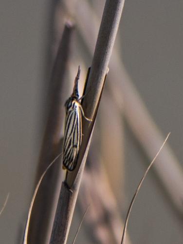 Réf. 190 412 : Coscinia striata