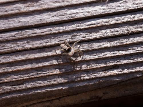 Menemerus taeniatus