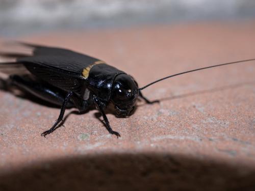 Gryllus bimaculatus