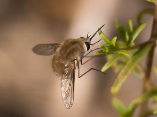 Bombylius sp.
