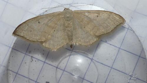 Idaea straminata