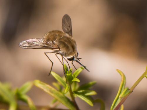Réf. 190 868 : Bombylius sp.