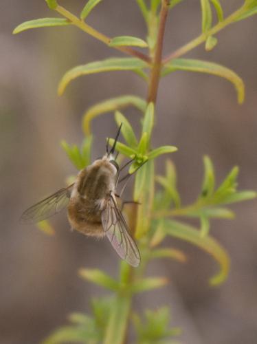 Bombylius sp.