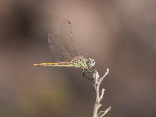 Sympetrum fonscolombii