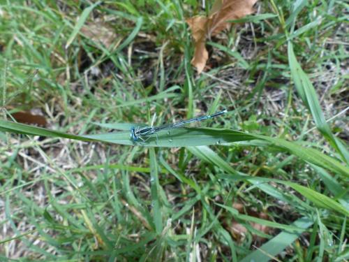 Platycnemis pennipes