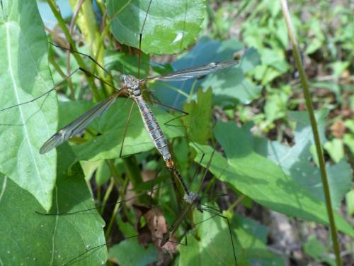 Réf. 190 476 : Tipula sp.