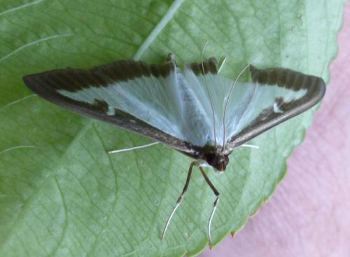 Cydalima perspectalis