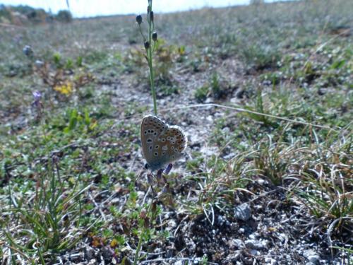 Polyommatus bellargus