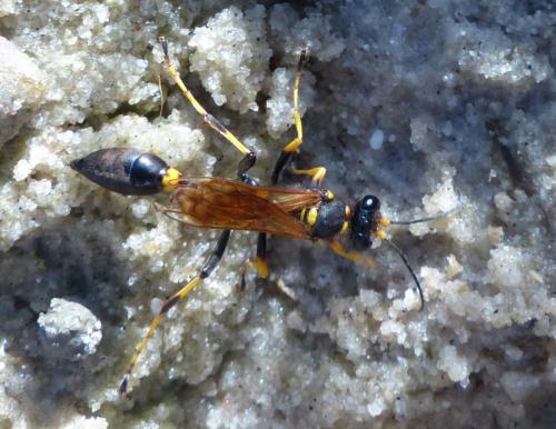 Réf. 190 805 : Sceliphron caementarium