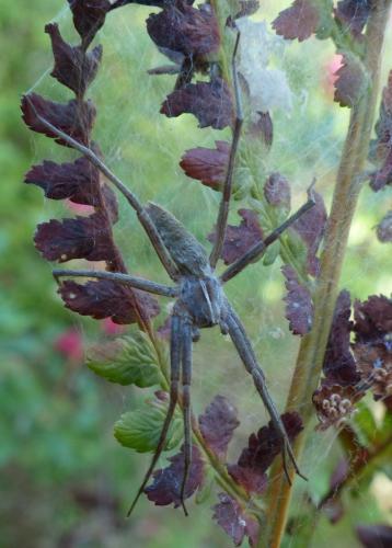 Pisaura mirabilis