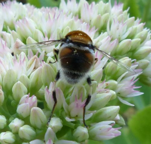 Réf. 190 734 : Eristalis intricaria