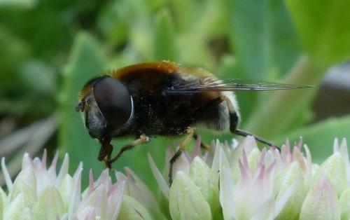 Réf. 190 735 : Eristalis intricaria