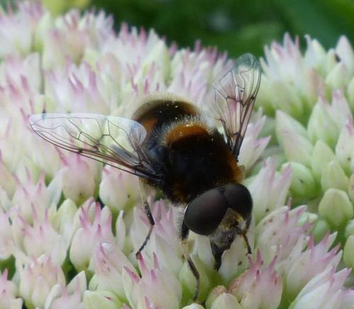 Réf. 190 736 : Eristalis intricaria