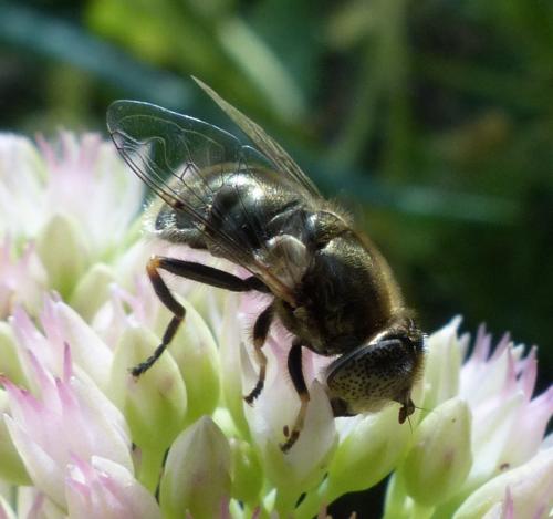 Réf. 190 745 : Eristalinus aeneus