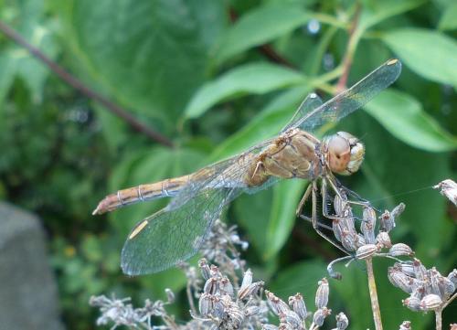 Sympetrum meridionale