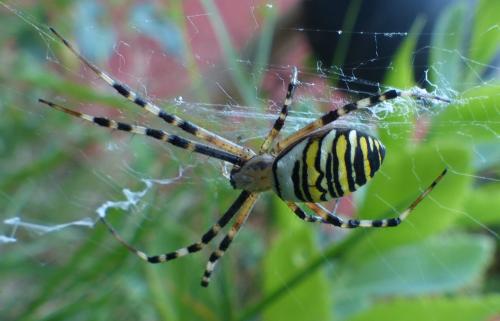 Réf. 190 760 : Argiope bruennichi