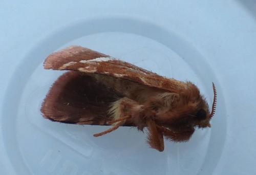 Triodia sylvina