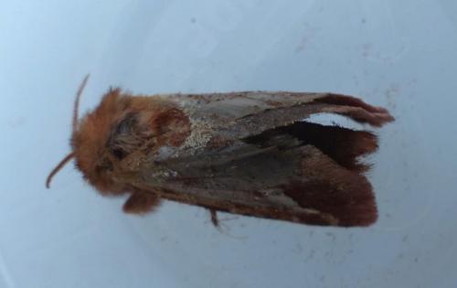 Triodia sylvina